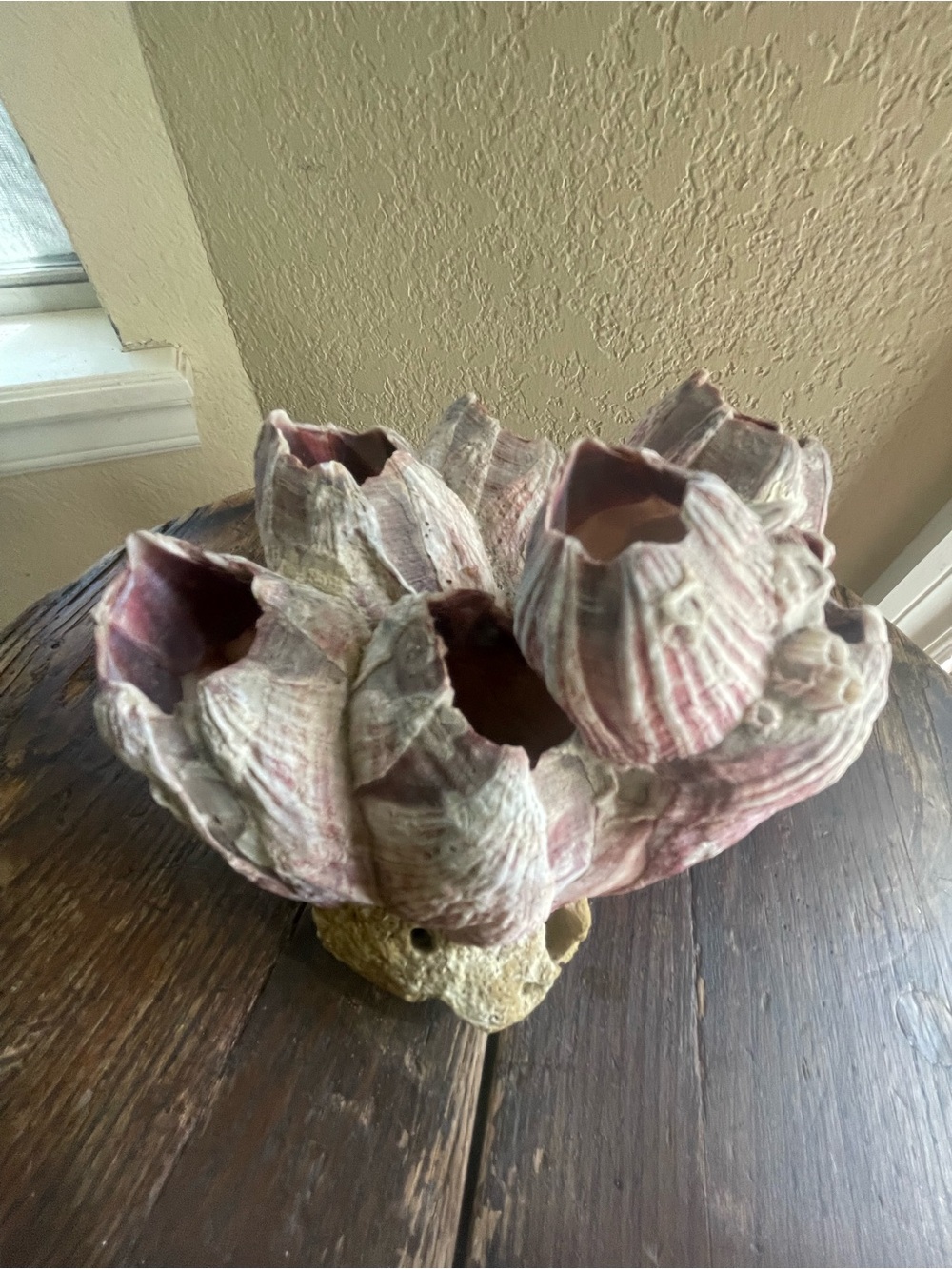 Barnacle Cluster for Aquarium Fish Tank